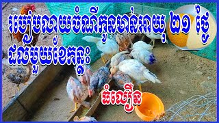 របៀបលាយចំណីកូនមាន់អាយុ 21 ថ្ងៃដល់មួយខែកន្លះ🐓🐓 @SokleapFarm