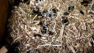 Young Queens of Bombus Magnus