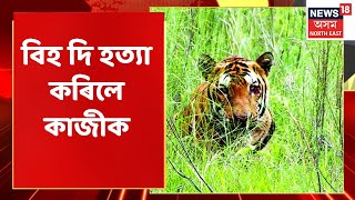 Kaziranga News | বিহ দি হত্যা কৰিলে কাজিৰঙাৰ কাজী ২০৫ বাঘজনীক