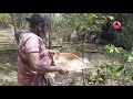 origin of bamboo rice and the healthy dishes made from it wayanad