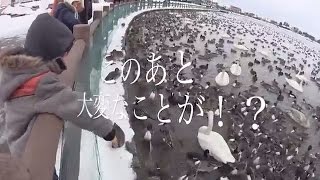 白鳥の湖 で白鳥にエサあげてみた。水原瓢湖