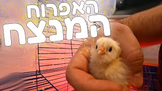 אפרוח פאברול יחיד שרד את סבב ההדגרה הראשון