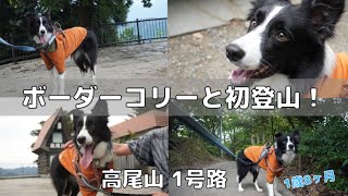 【高尾山/1号路】愛犬と初の山登り！流石の体力おばけボーダーコリーでした！みるく1歳8ヶ月Vlog