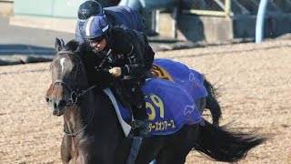 重苦しかったスターズオンアース、川田「何もコメント出したくないくらいですね」残り4日で全力調整【有馬記念追い切り】