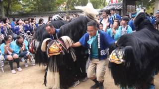 2015姫路の秋祭り、氏参り（毛獅子舞）