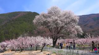 日本一のあんずの里・千曲市森に・4K撮影