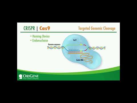 CRISPR explained| Targeted genomic splicing #shorts