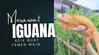 Iguana Bisa Diajak Main? Buktikan Sendiri di Video Ini!Cara merawat iguana.