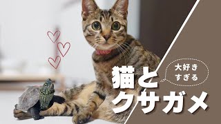 猫の小雪ちゃんの事が好きすぎる！クサガメ軍曹に密着【I love my cat Koyuki too much! Close look at Sergeant Turtle】