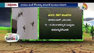 Pest Control Management | కూరగాయ తోటల్లో పండు ఈగ నివారణ చర్యలు | Matti Manishi | 10TV