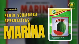 Review benih semangka marina FI