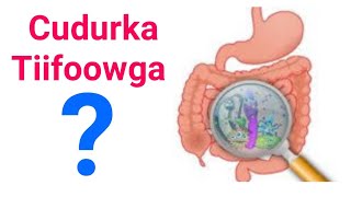 #CUDURKA #TIIFOWGA #SIDA UGU FUDUD EE LOO DAAWEEYO LOOGANA HORTAGO XANUUNKA TIIFOWGA.