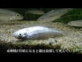 デメモロコ濃尾型の一生（squalidus japonicus japonicus ）