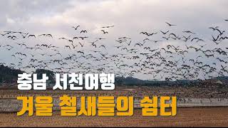 4K 충남 서천여행 국내 최대 철새 도래지 금강하구둑