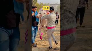 Sonya 👑 | सोन्या 👑| #bailgadasharyat #bailgada #bailgadapremi #subscribe #viral #trending #shorts