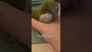 Extremely clingy pets - green bird edition #parrots #birds #animals #fyp