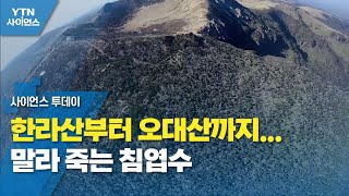 한라산부터 오대산까지...말라 죽는 침엽수 / YTN 사이언스