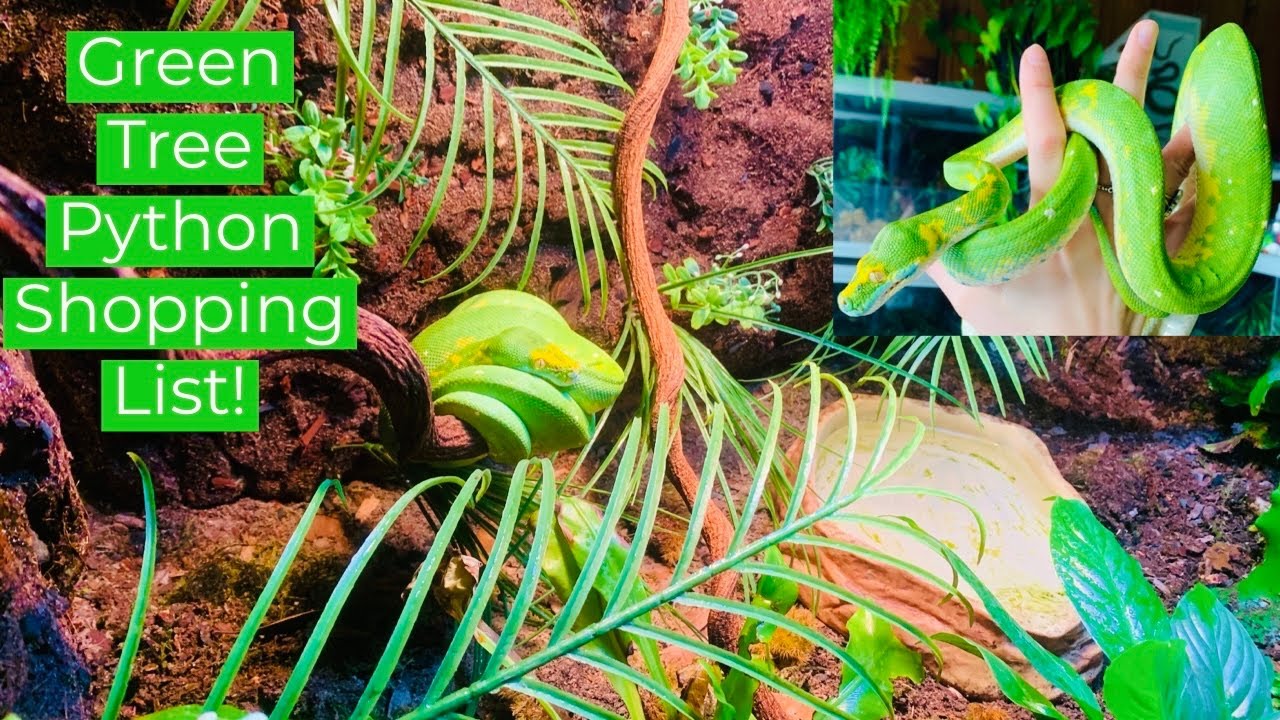 Everything Needed For A Green Tree Python Youtube