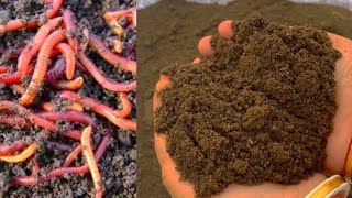 Vermi Compost From Kitchen Waste \u0026 Garden Waste/How To Make Vermi Compost At Home /Easy Method