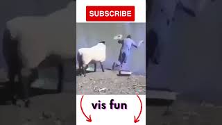 funny goat with balls #shorts