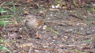 Dunnock.