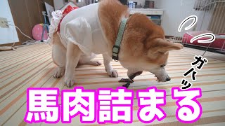 柴犬小春　【ついにこの日が！】エアコン付いたよ記念で馬肉のおやつを詰まらせる