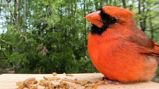 Northern Cardinal Males vs. Females vs. Fledglings. Male Sings and Molting Female Feeds Fledglings