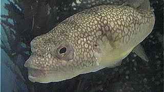 コモンフグ　Pufferfish　Takifugu poecilonotus