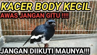 KOK BISA??? BURUNG KACER BODY KECIL SENENG MANDI ??? DR KACER NEW