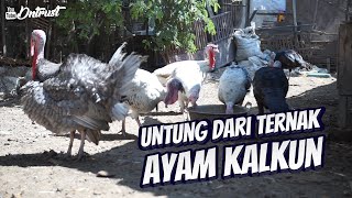 Pegawai Negri Sukses Beternak Kalkun ! Keuntungan Menggiurkan