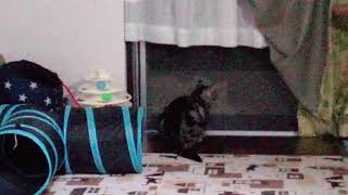 網戸にぶつかった虫が気になる猫🙀