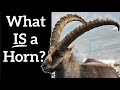 What IS a Horn? - Animals That Don't Really Have Horns