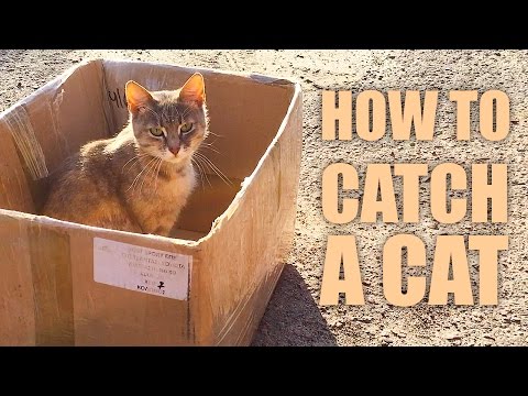 How to Catch a Cat 😼 How to Catch a Cat 😼