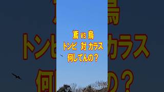トンビとカラスのバトル（下妻市）#トンビとカラス #鳶と烏の戦い #トンビ同士の戦い