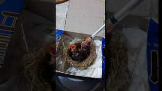 綠繡眼幼鳥 餵食+棒賽