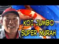 KOI JUMBO MURAH DI GANDUSARI BLITAR🛑 BOSS KOI FARM