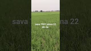 sava7501 johna top seed #agriculture #dhaankikheti #farming #nature #sidhumoosewala #crop #kheti