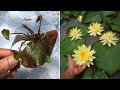 How to plant water lily from leaves, easy and fast