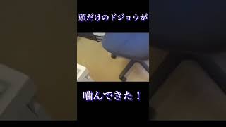 【超常現象】ドジョウの生命力の凄さ見せるわ！