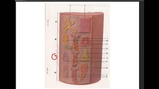 A&P - Digestive System Microanatomy Model