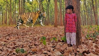 TIGER ATTACK MAN IN THE FOREST | tiger attacks in forest | tiger attack man in the forest real