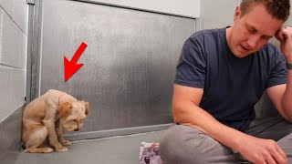 Scared Dog Completely Shut Down Until This Happens...  | Adoption Updates