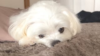 愛犬が朝全然起きてくれなくて困っています【マルチーズ】