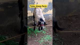 #Tuba sheep farm # rocky sheep 🤩