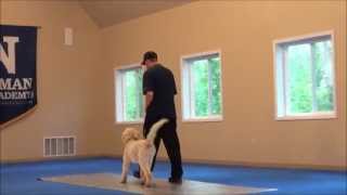 Jack (Labradoodle) Boot Camp Dog Training Video