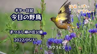 ギター日記　今日の野鳥　・　まつぶし緑の丘公園　2022年5月11日