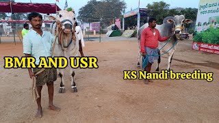 BMR AND YSR bulls KS Nandi breeding bulls రెంటచింతల గ్రామము 6 పళ్ళు విభాగము coming