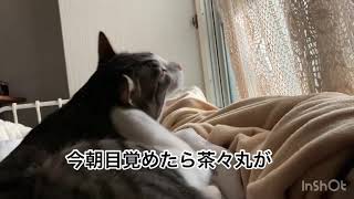 猫も人間も眠い