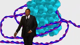 SWI/SNF (Will Smith) complex unwinds DNA from nucleosome