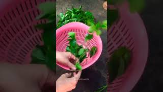 Enjoy beautiful nature with rural life #376 Satisfying Trend Peeling Vegetables #shorts #fruit #farm